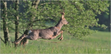 <p>SRNEC OBECNÝ (Capreolus capreolus) Šluknovsko - Jiříkov /European roe deer - Reh/</p>
